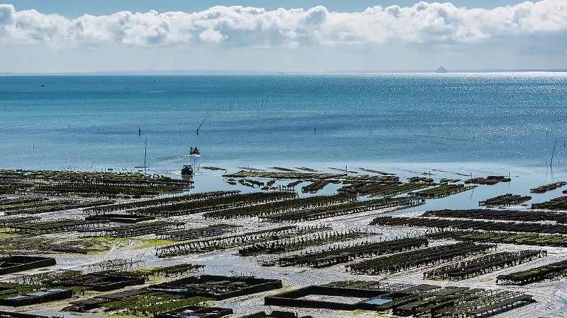 Marché - Marché aux huîtres - Cancale