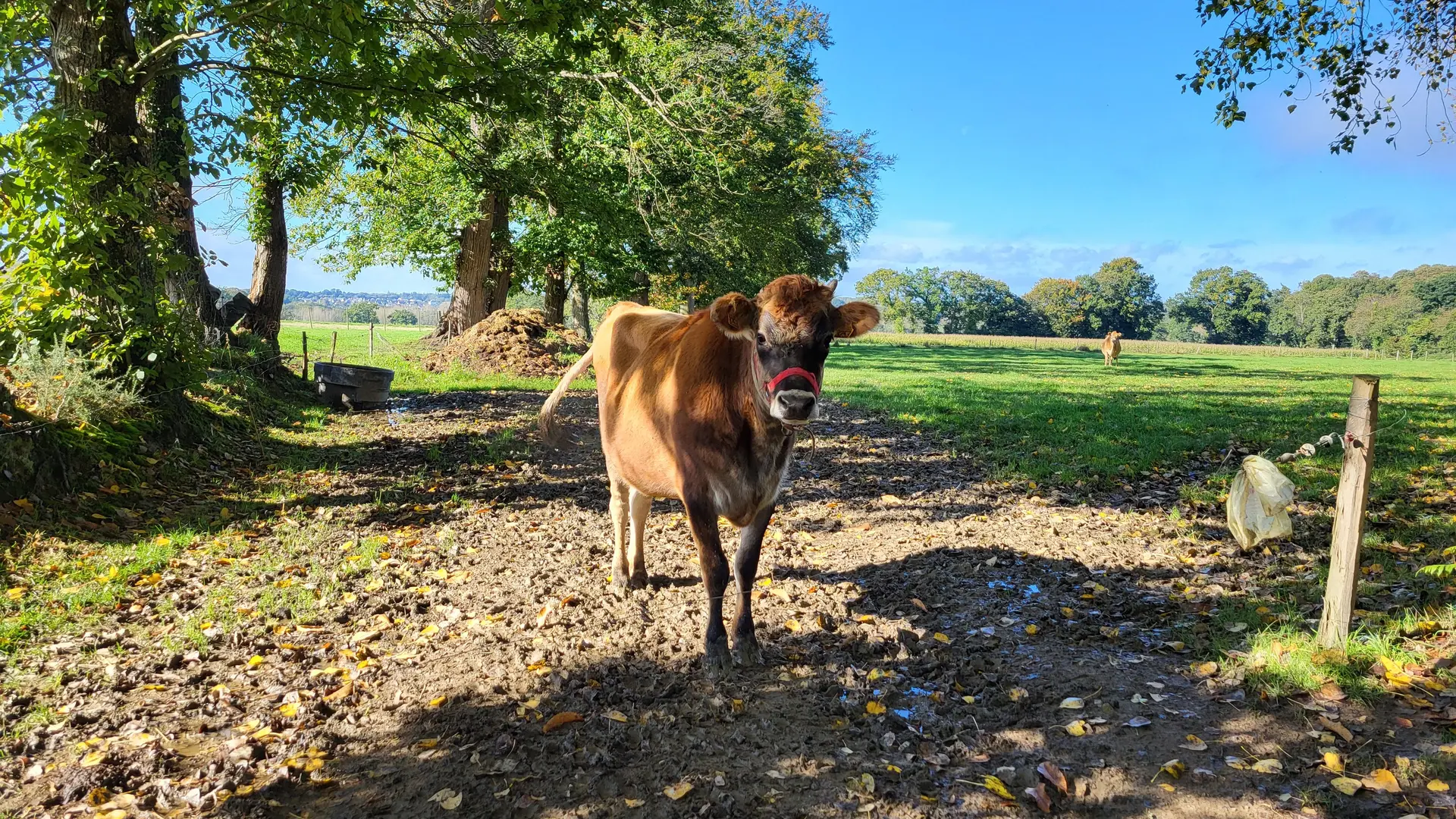 Miniac_Veau dans son pré