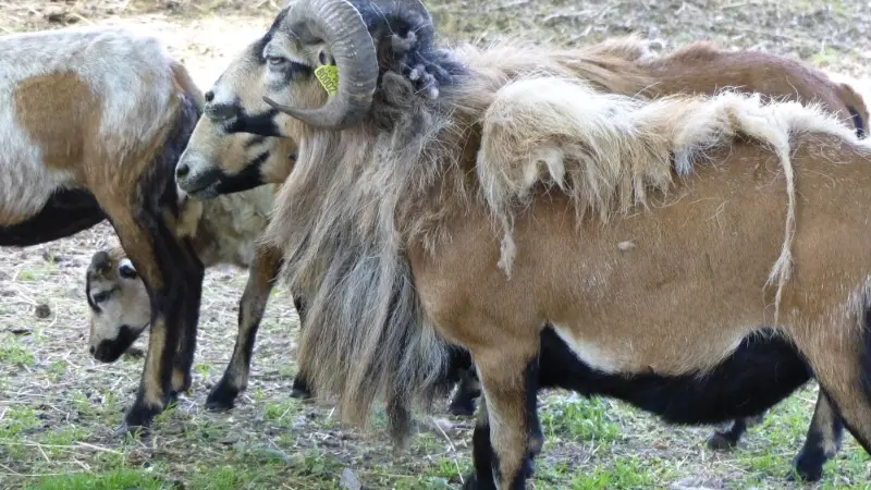 Moutons au Little parc