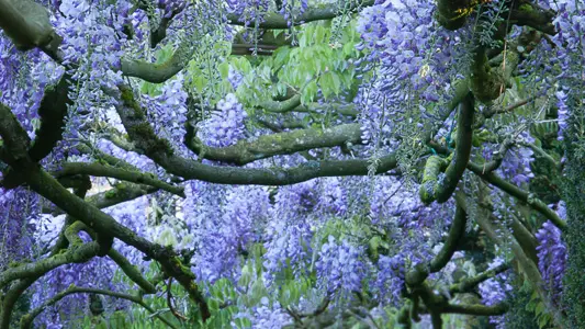 Jardins du Château de la Ballue à Bazouges-la-Pérouse