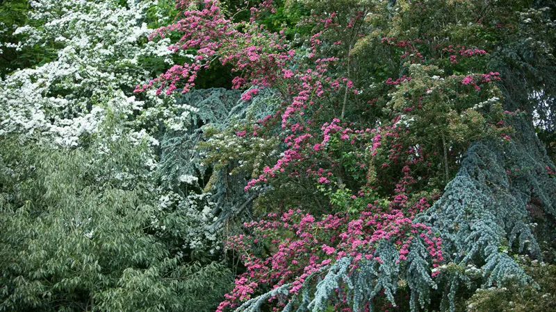 Jardins du Château de la Ballue à Bazouges-la-Pérouse