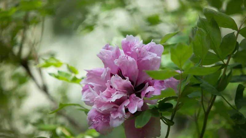 Jardins du Château de la Ballue à Bazouges-la-Pérouse