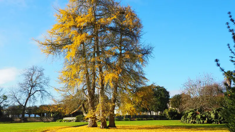 Ginkgo biloba - Malouinière du Montmarin - Pleurtuit