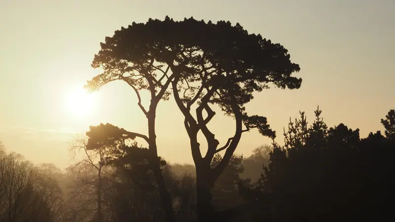 Pinus Radiata - Malouinière du Montmarin - Pleurtuit