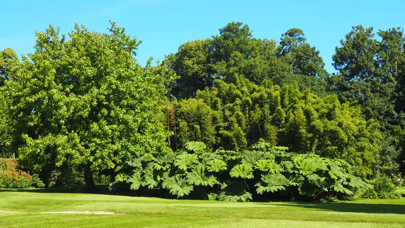 Liquidambar-Bamboos-Gunneras - Montmarin - Pleurtuit