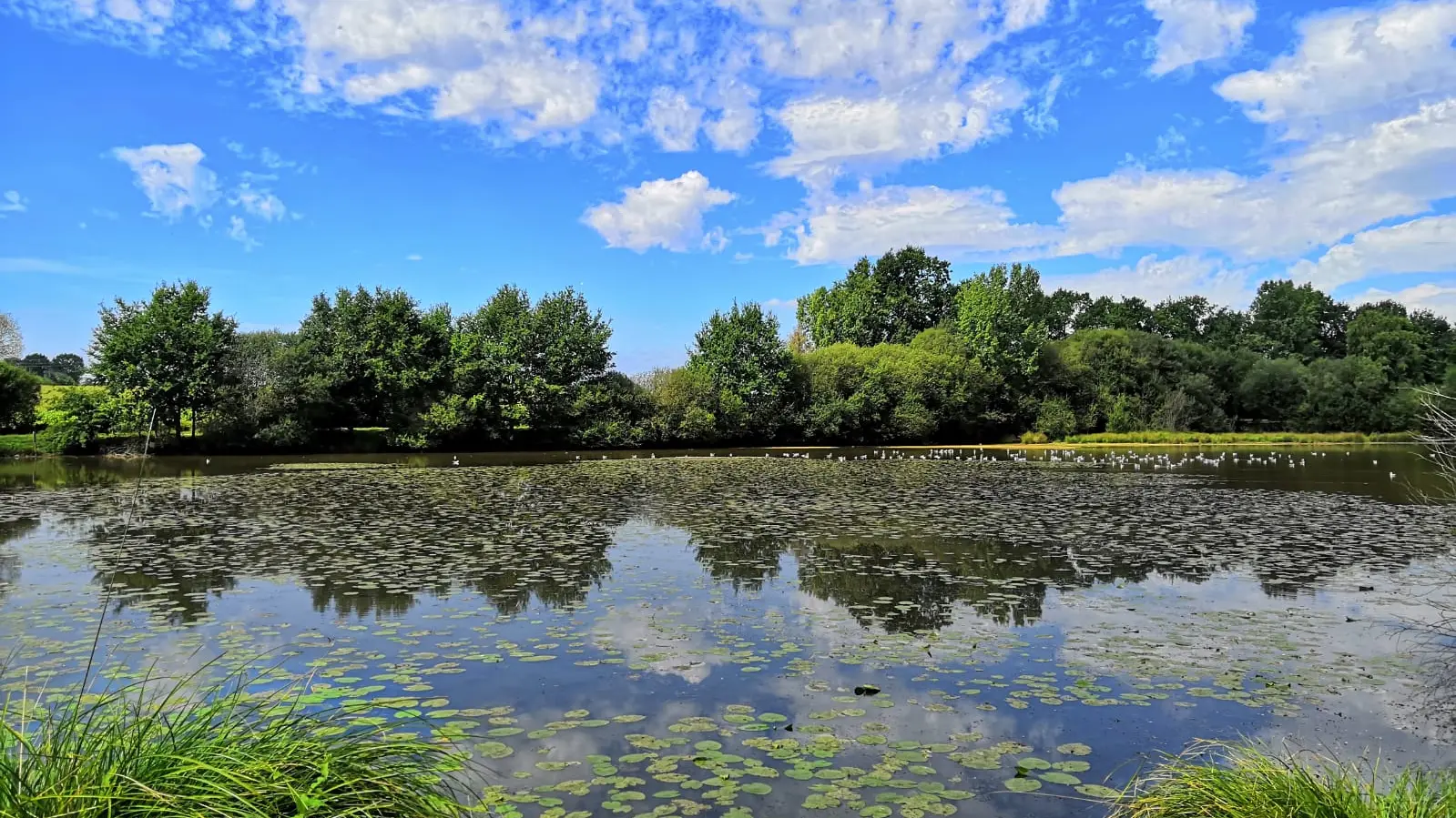 Etang de Blavon Bédée