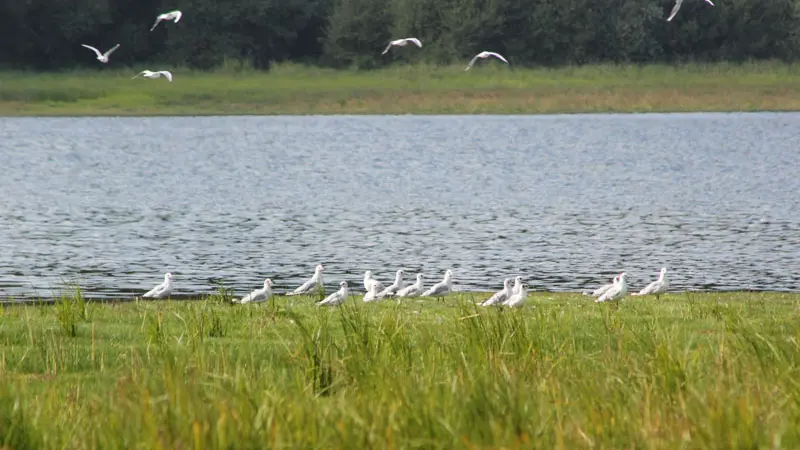 Etang de Châtillon-en-Vendelais