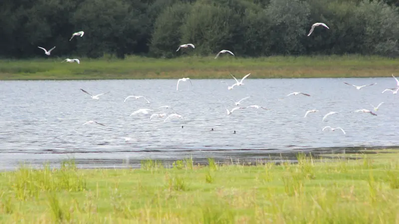 Etang de Châtillon-en-Vendelais