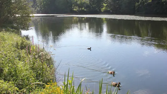 Etang du Moulin aux Moines