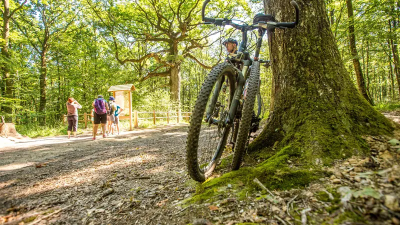 Forêt de Brocéliande