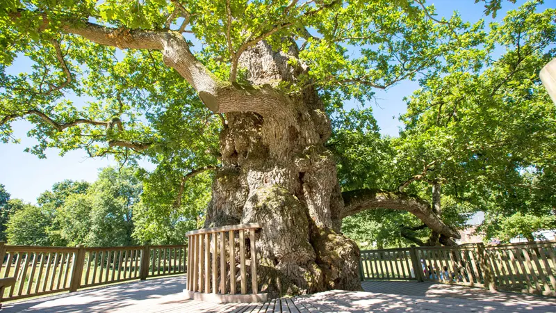 Chêne Guillotin forêt de Brocéliande