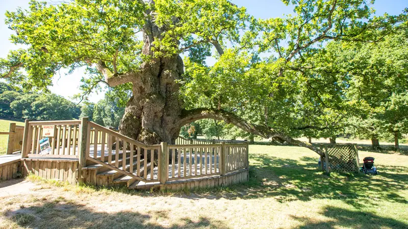 Chêne Guillotin forêt de Brocéliande