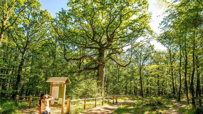 Chêne des Hindrés Forêt de Brocéliande