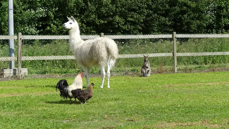 Parc animalier la ferme du point du jour pour site