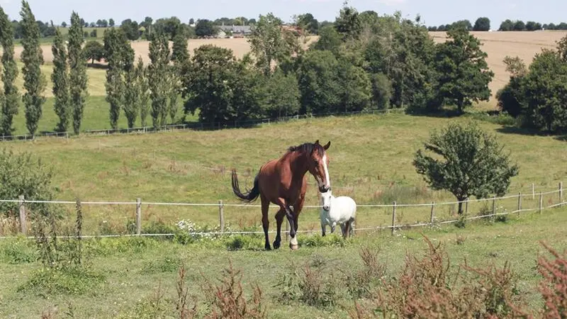 Pature chevaux Gite la Hulotte -St-Malon-sur-Mel