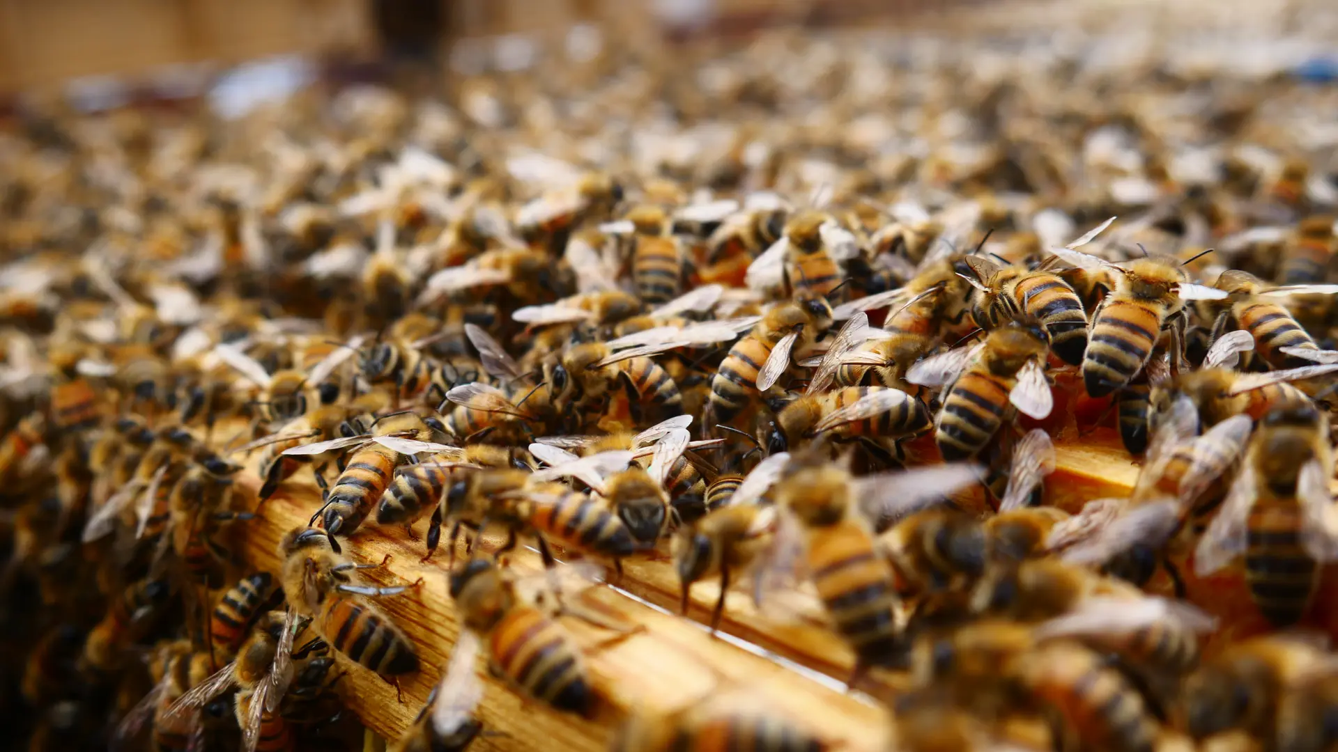 Melli'Malo - Miniac-Morvan