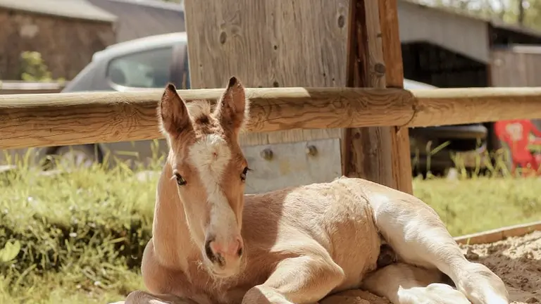Phoenix qui fait sa sieste - Plerguer