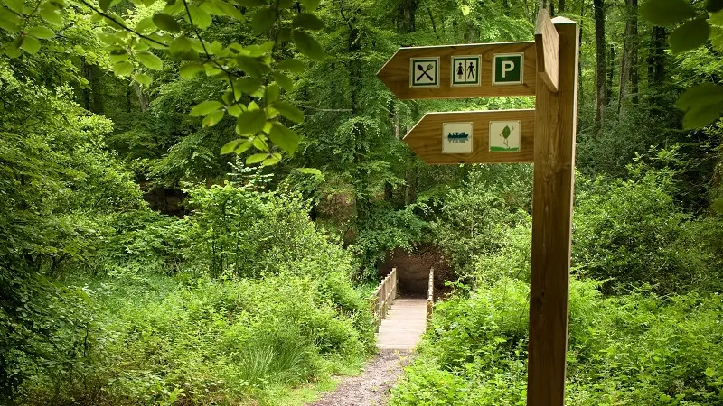 Pont en forêt de Villecartier © Sten Duparc