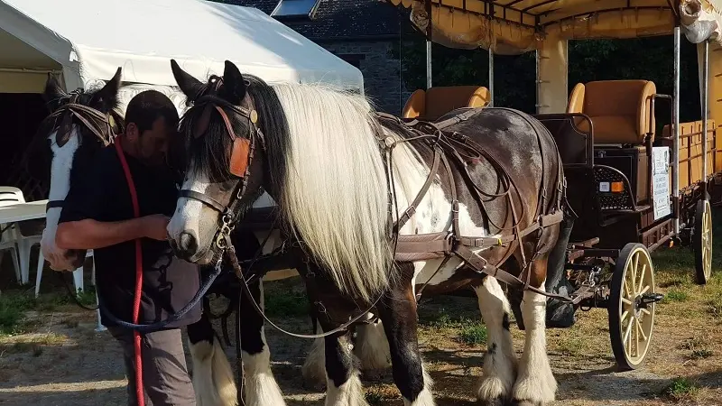 Activité sportive et culturelle - Les chevaux de l'Hippocampe - Mont-Dol