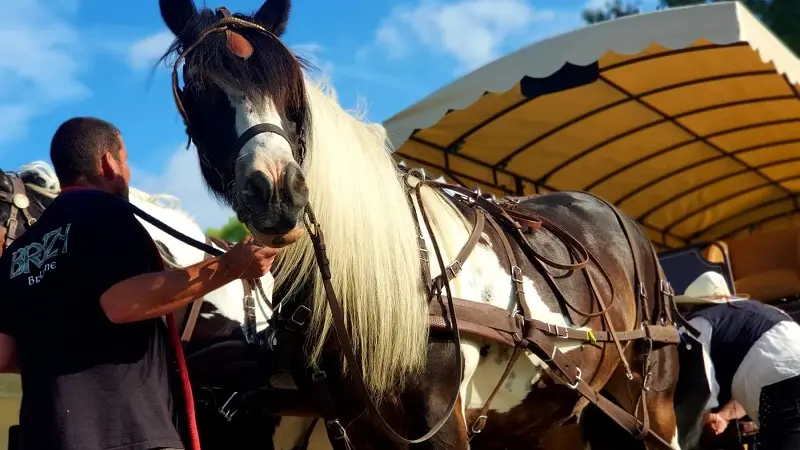 Activité sportive et culturelle - Les chevaux de l'Hippocampe - Mont-Dol