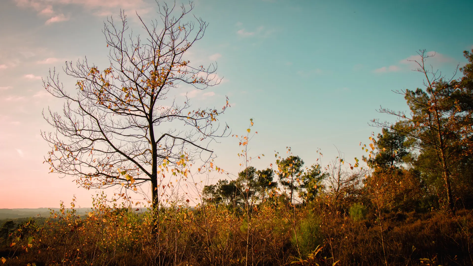 REDON - Le Bois De Bahurel_ bauthamy madoline - 5 (4)