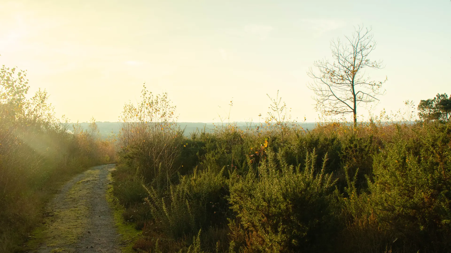 REDON - Le Bois De Bahurel_ bauthamy madoline - 5 (1)