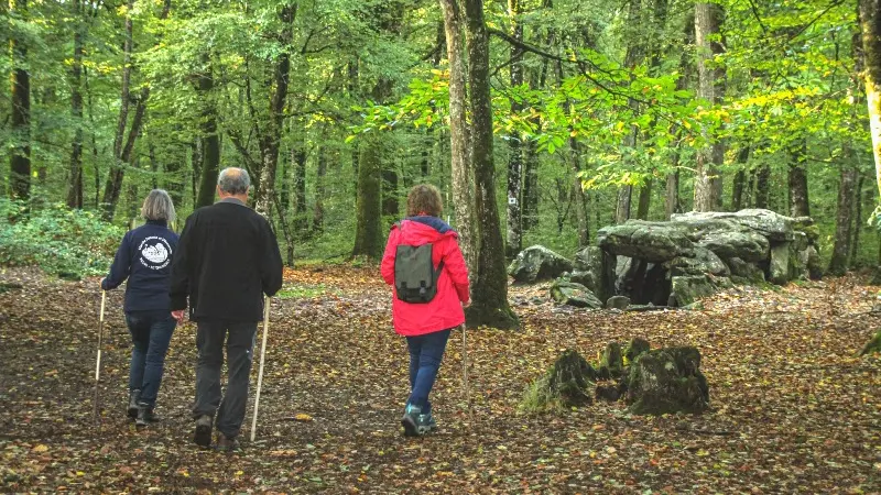 Forêt du Mesnil