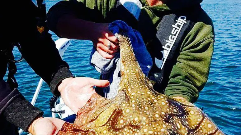 Le pêcheur Malouin raie brunette de la Rance