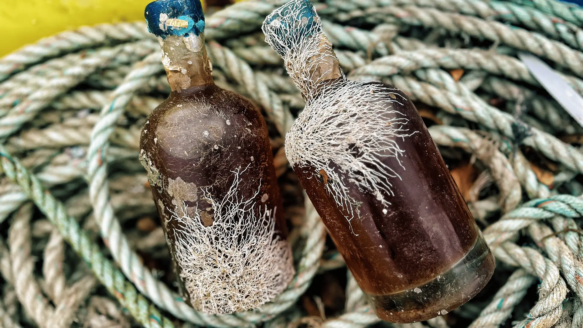 Rhum vieilli en mer - Armateurs de rhum - Immersion Saint Jouan