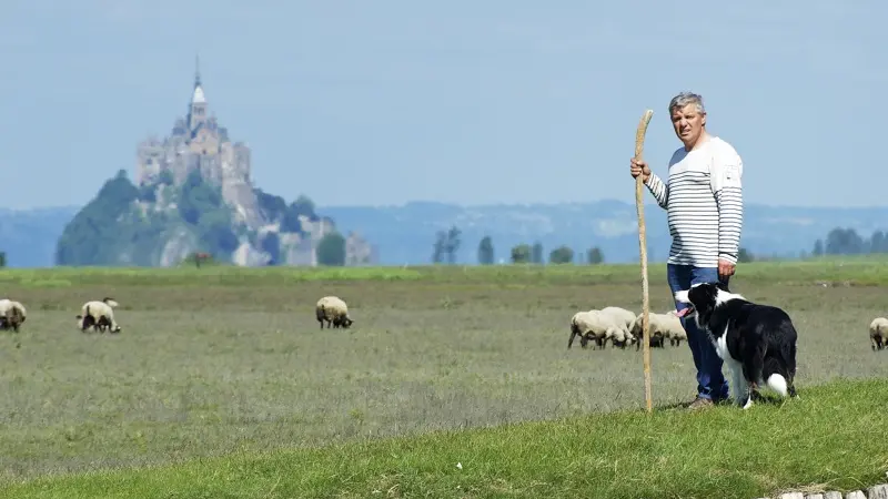 SARL Saveurs de Prés Salés - Agneaux AOP - producteur local d'agneaux des prés salés - Roz sur Couesnon