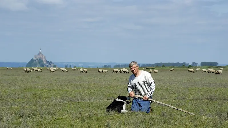SARL Saveurs de Prés Salés - Agneaux AOP - producteur local d'agneaux des prés salés - Roz sur Couesnon