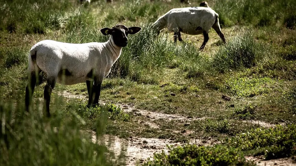 SARL Saveurs de Prés Salés - Agneaux AOP - producteur local d'agneaux des prés salés - Roz sur Couesnon