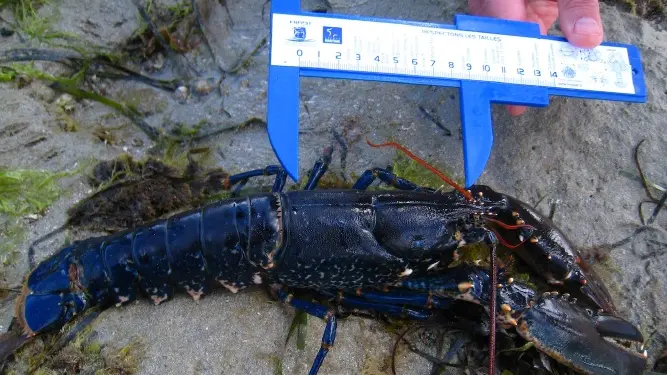 Sortie pêche à pied-Escale Bretagne Saint-Lunaire