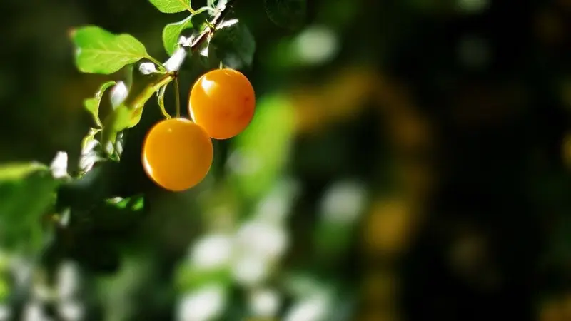 Terre Compagne -prunes myrobolan au jardin