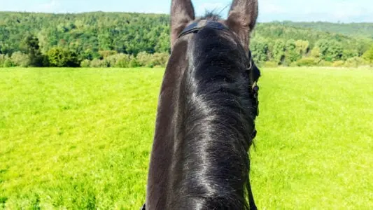 Ty Haras Lancieux - Vue du cavalier