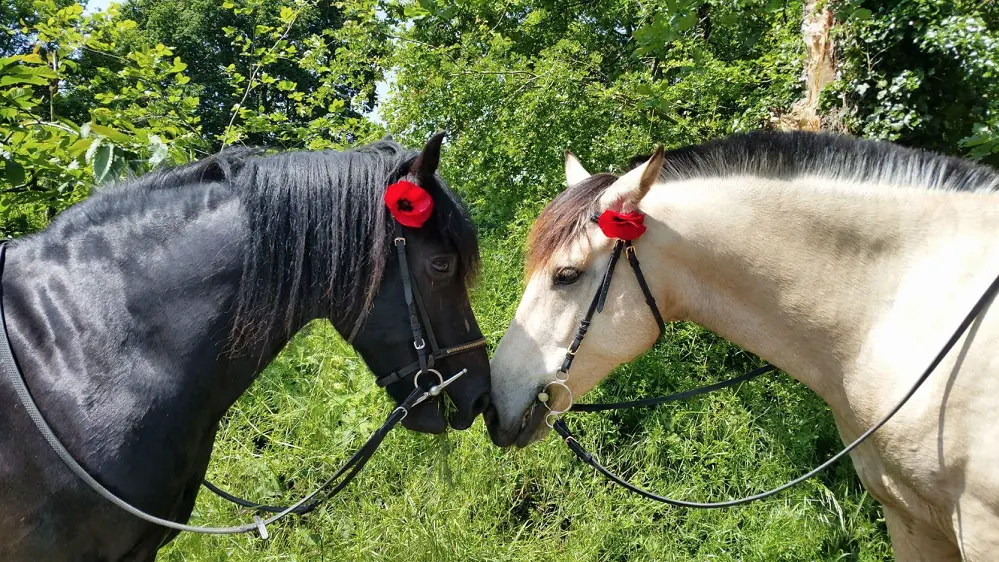 Ty Haras Lancieux - Chevaux