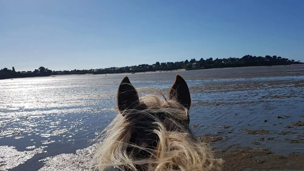 Ty Haras Lancieux - Cheval sur la plage