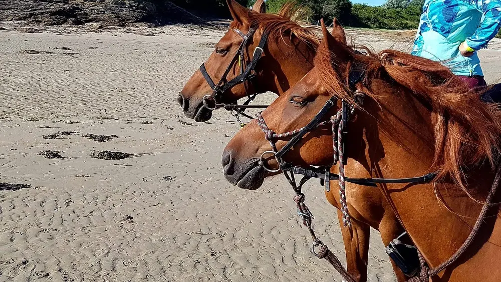 Ty Haras Lancieux - Chevaux sur la plage