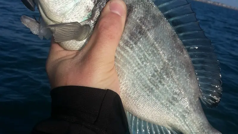 Le Pêcheur Malouin dorade grise