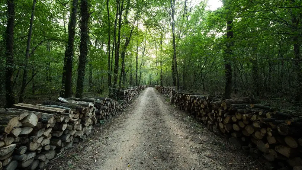 Vern sur Seiche Bois De Soeuvres