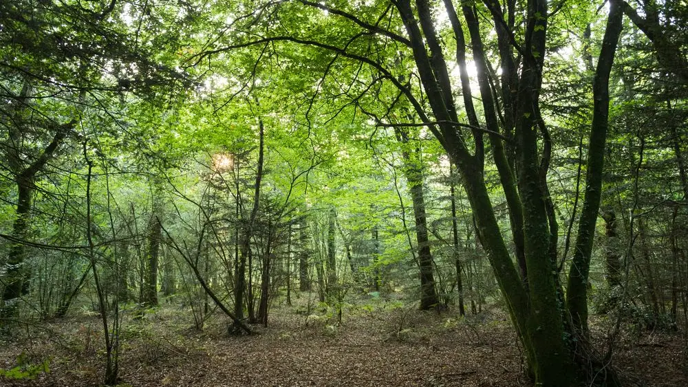 Vern sur Seiche Bois De Soeuvres