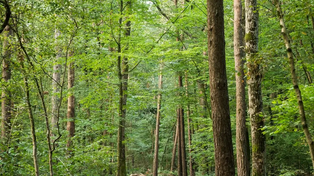 Vern sur Seiche Bois De Soeuvres