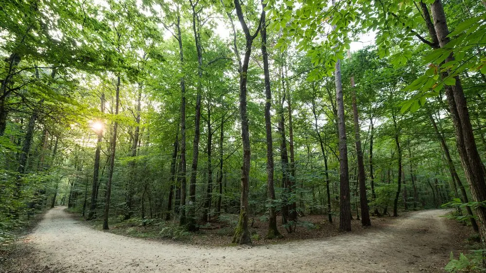 Vern sur Seiche Bois De Soeuvres