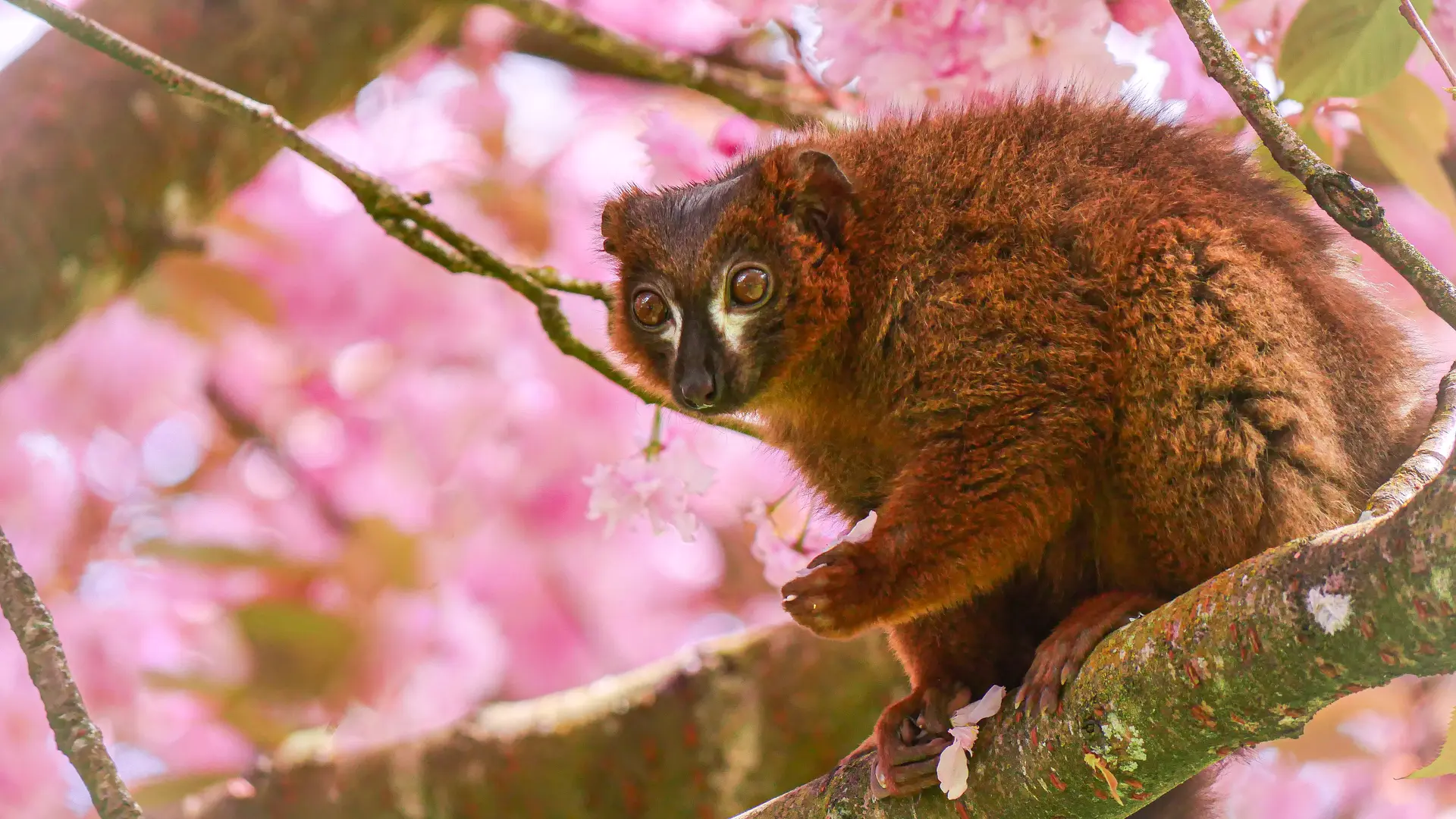 ZooLaBourbansais_140422-9