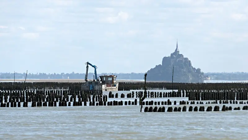 Moules de Bouchot de la Baie du Mont Saint Michel