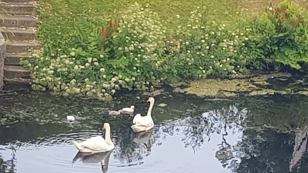 canal- allons chez nath