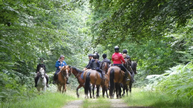 chevaux-foret-fougeres-2013 (2)