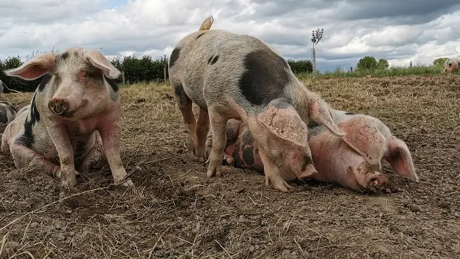 Commerces Gourmands - Ferme des Cara Meuh! - Vains