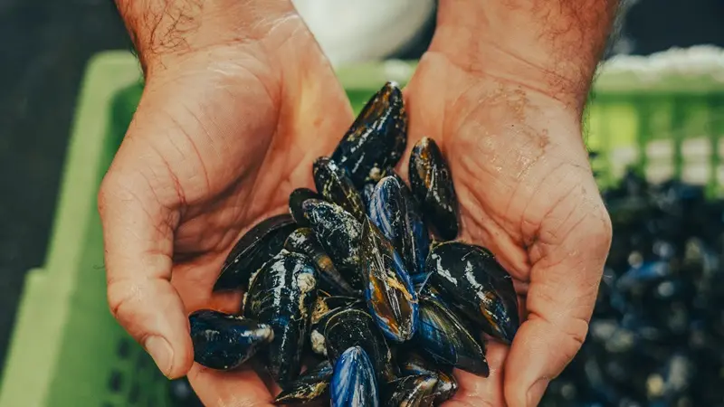 Comité AOP Moules de bouchot