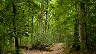 forêt Villecartier-stenphoto.fr